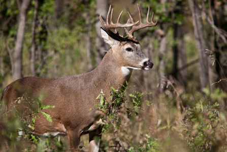 North Carolina Deer Hunting