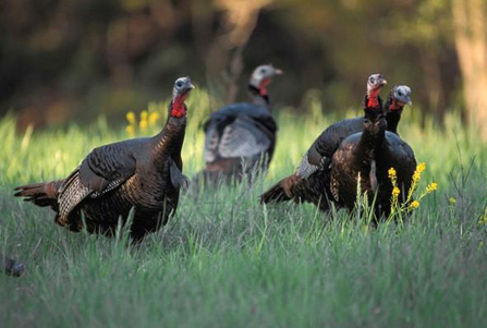 North Carolina Turkey Hunting